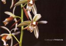 Vientiane Orchidees