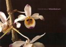 Vientiane_orchidees_0007